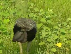 Block shot peacock jim cobett nainital uttarakhand Stock Footage
