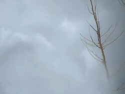 HD Flood Waves Destroying Trees Stock Footage