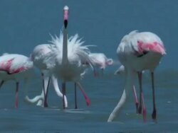 Greater Flamingoes (Phoenicopterus roseus) feeding, South India Stock Footage
