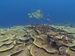 MS POV Yellow snapper and soldier fish over lettuce coral / Palau, Micronesia, Palau  Stock Footage