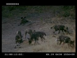 Wild dog, Lycaon picta, pups and mother, foraging amongst grass, MS, Botswana Stock Footage