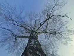 HD TIME-LAPSE: Treetop Of A Birch Tree Stock Footage
