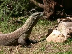 Komodo Dragon in Natural Habitat Stock Footage
