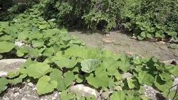 HD: Discovering The Forest Stock Footage