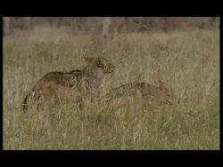 Blackbacked Jackals (Canis mesomelas) - eating carcass in grass, 2 fighting, one submissive, flowering grass waving in wind, sunny, MS standing panting in long grass, side view, one eating, one standing near, both eating (various shots) Stock Footage