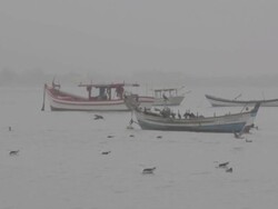 Seagulls Stock Footage