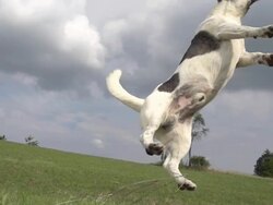 HD SUPER SLOW-MO: Dog Catching The Ball Stock Footage
