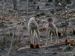 Young baboons following mother, CU, Tanzania Stock Footage