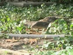 MS TS Monitor lizards feeding frenzy / Pulau Tiga, Sabah, Malaysia   Stock Footage