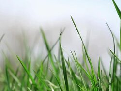 HD:Green grass Stock Footage