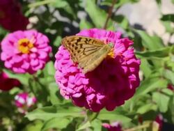 Noravank monastery, butterfly and flowers in the entrace of the complex Stock Footage