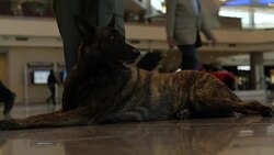 Alsatian-Type Dog Sitting in Airport News Clip