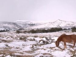 Ponies foraging in snow, Dartmoor, UK Stock Footage