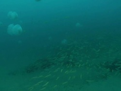 WS POV Shot of sea floor revealing jellyfish pulsing and various fish swimming / Matola, Maputo, Mozambique Stock Footage