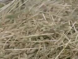 CU TU Villager tying up barley sheaves / Saldang village, High Himalayas, Upper Dolpo near Tibetan border, Nepal  Stock Footage