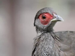 Chicken Stock Footage