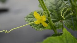 Leaf-feeding ladybird beetle Stock Footage
