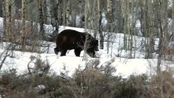 MS shot of a large male grizzly (Ursus arctos) walking through the snow in early spring Stock Footage