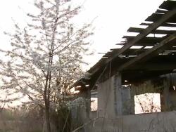 MS TS Blossoming tree infront of abandoned building / Brandenburg, Germany Stock Footage