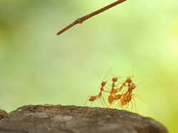 harmony is power Stock Footage