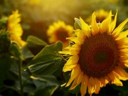 Beautiful common sunflowers in cultivated agricultural field. Stock Footage