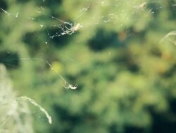 Nature Spider Stock Footage