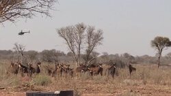 VOICED : La cria de animales salvajes un negocio en transformacion News Clip