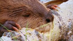 Beavers: The Smartest Things in Fur Pants Instructional Video