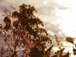 Rack focus from dried autumn foliage to the quiet flowing Platte River, evening sunlight reflection on the water. Stock Footage