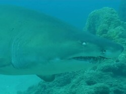 MS PAN Shot of Single spotted ragged tooth shark swimming towards / Sodwana Bay, KwaZulu Natal, South Africa Stock Footage