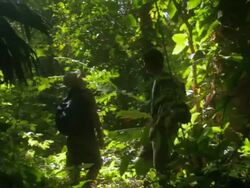 MS Travelers stopping to look at nature in tropical forest / Tyrona N. Park, Magdalena, Colombia  Stock Footage
