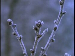 CU frosted branch, England, UK Stock Footage