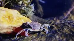 Crab Stock Footage