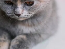 HD: Scottish Fold Kitten Looking Up Stock Footage