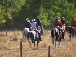 Cowboys and Cowgirls following last of cattle herd Stock Footage