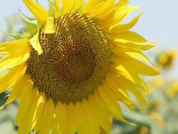 Sunflower close up - HD, NTSC Stock Footage