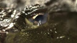 A frog opens its eye. Stock Footage