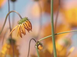 WS View of Partially opened Namaqualand daisy buds with bowed heads / Namaqualand, Northern Cape, South Africa Stock Footage