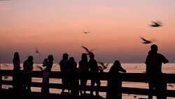 Silhouette: people and flock of Seagulls at sunset Stock Footage