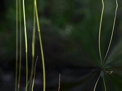 Fractal distortion on grass Stock Footage