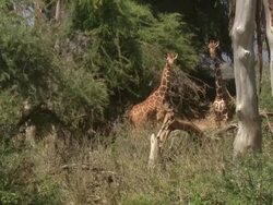 Giraffes (Giraffa camelopardalis); with audio, Kenya Stock Footage
