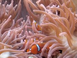 Clown Fish Stock Footage