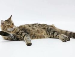 Domestic Cat Stock Footage