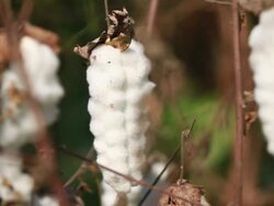 Cotton Field Stock Footage