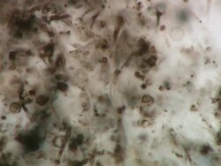 Tardigrade or water bear (Hypsibius dujardini); differential interference contrast. Stock Footage