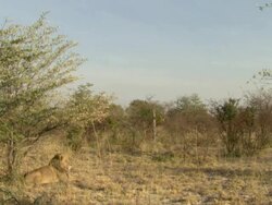 MS Lion resting and observing surroundings / Okavango Delta, North West District, Botswana Stock Footage