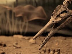 Demonstration of dinosaur bones in a museum Stock Footage