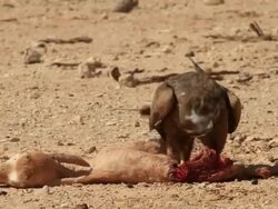 black kite (Milvus migrans)  Feeds on young orix Stock Footage