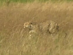 MS TS Cheetahs walking through floodplain waters and dry grass / Okavango Delta, North West District, Botswana Stock Footage