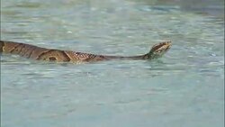 A snake swims across a swimming pool. Stock Footage